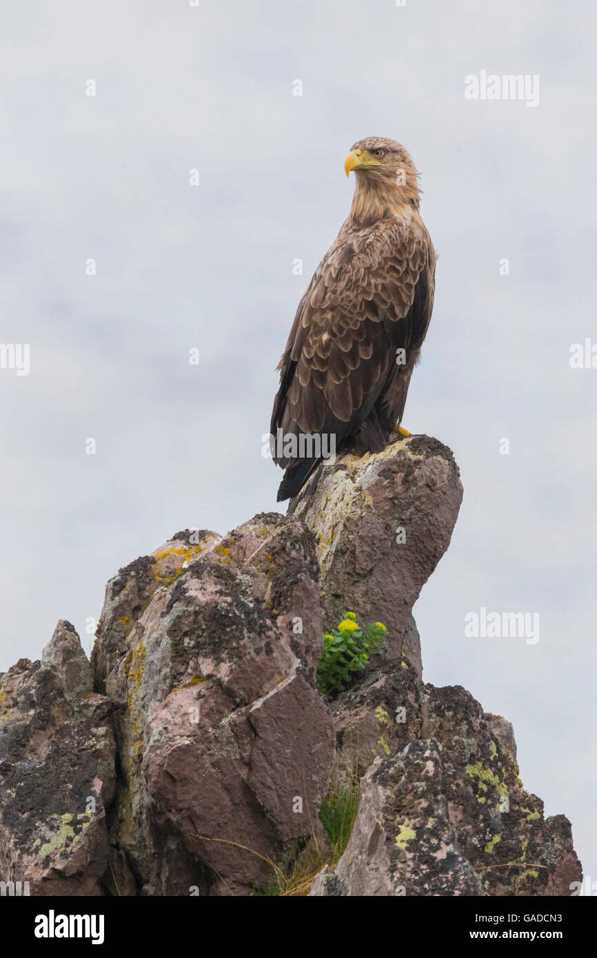 White-tailed Eagle (Haliaeetus albicilla), Adulto arroccata su una roccia, Hamningberg, Finnmark, Norvegia Foto Stock