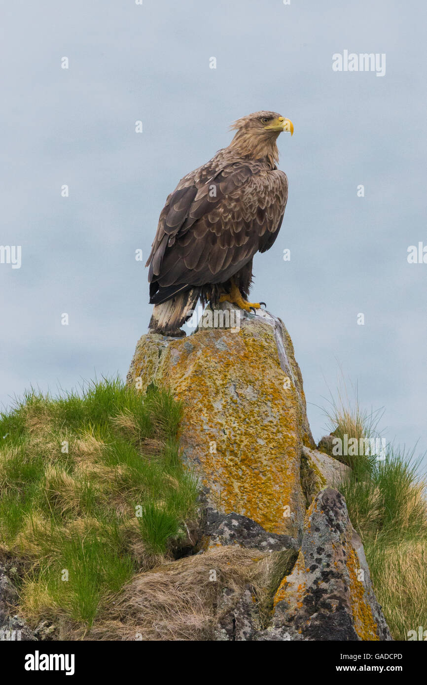 White-tailed Eagle (Haliaeetus albicilla), immaturi in piedi su una roccia, Hamningberg, Finnmark, Norvegia Foto Stock