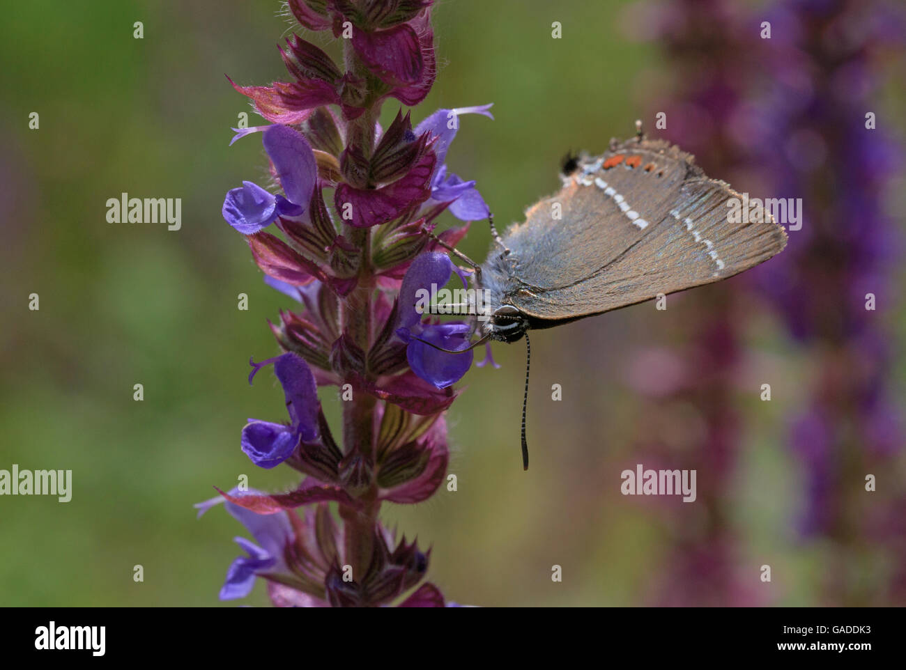Comune di farfalle blu sul prato fiore Foto Stock