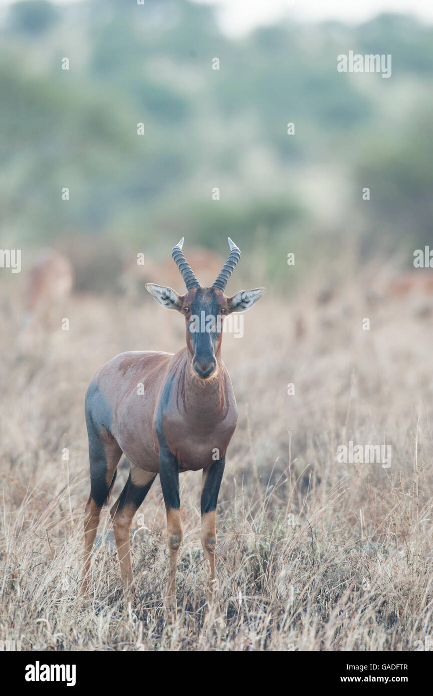 Topi (Damaliscus lunatus jimela), il Parco Nazionale del Serengeti, Tanzania Foto Stock