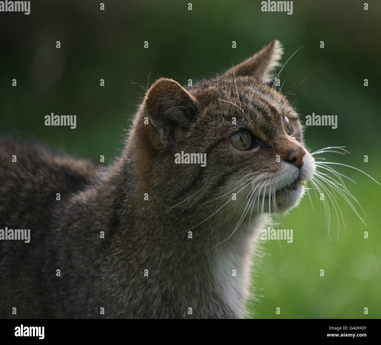 Scorta ANIMALE. Un Wildcat. Foto scattata in cattività. Foto Stock
