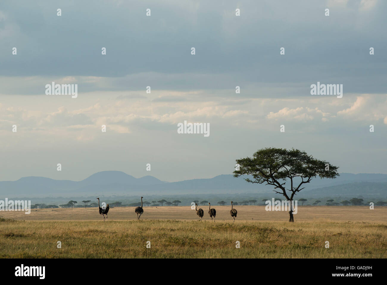 Gli struzzi (Struthio camelus), il Parco Nazionale del Serengeti, Tanzania Foto Stock