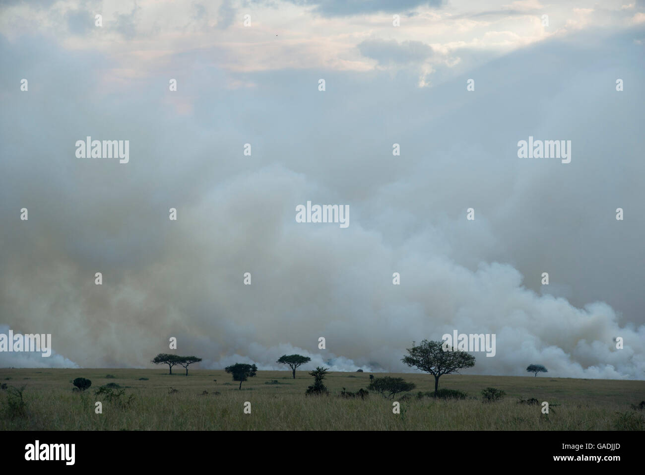 Bush fire, Serengeti National Park, Tanzania Foto Stock