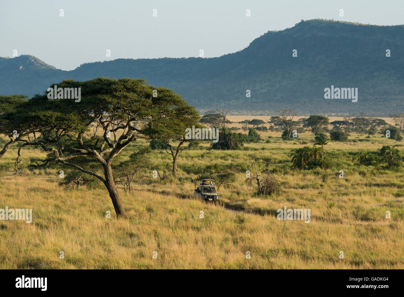 Game Drive nel Serengeti National Park, Tanzania Foto Stock