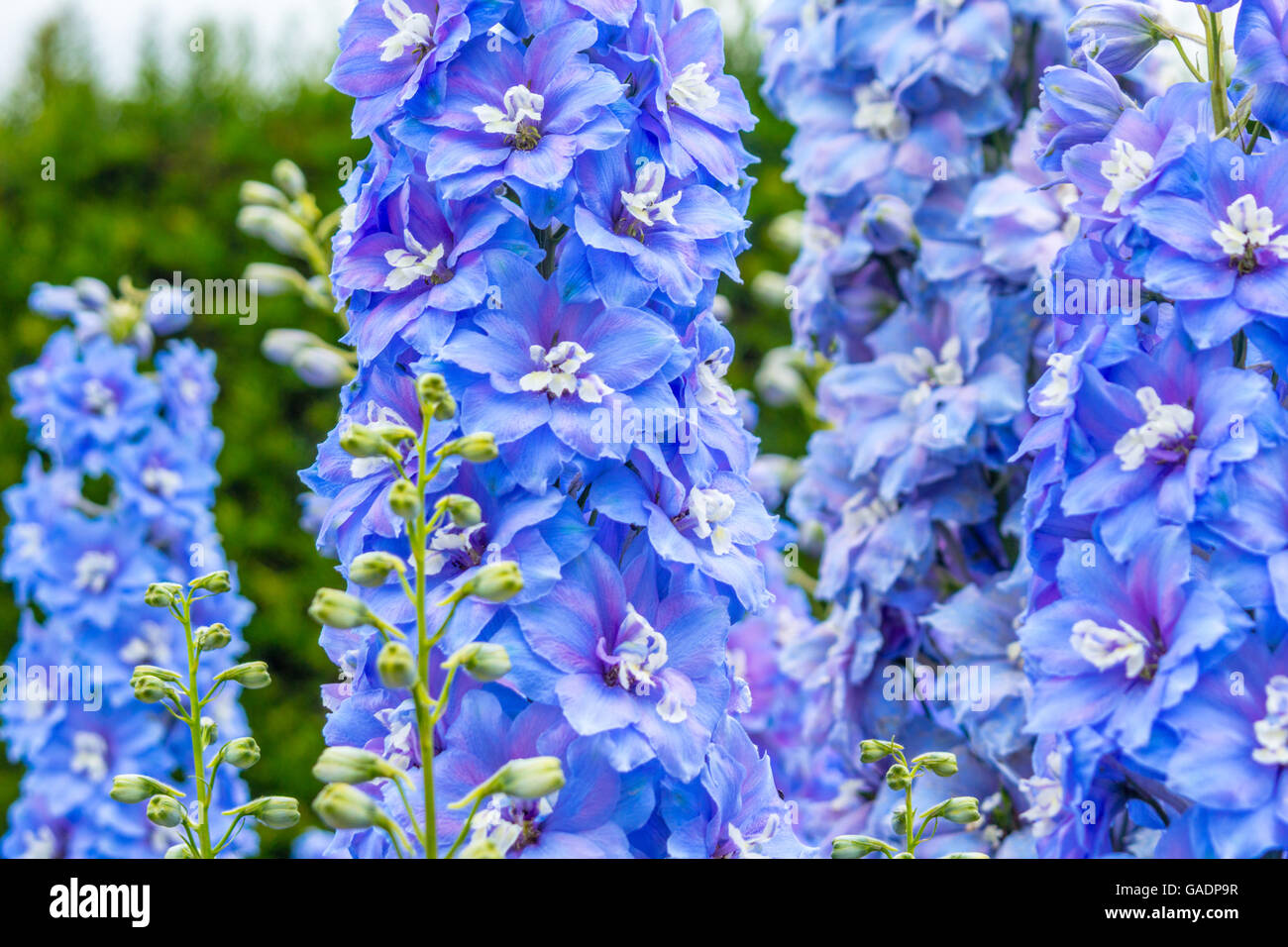 Delphinium Blu Fiore In Giardino Foto Stock Alamy