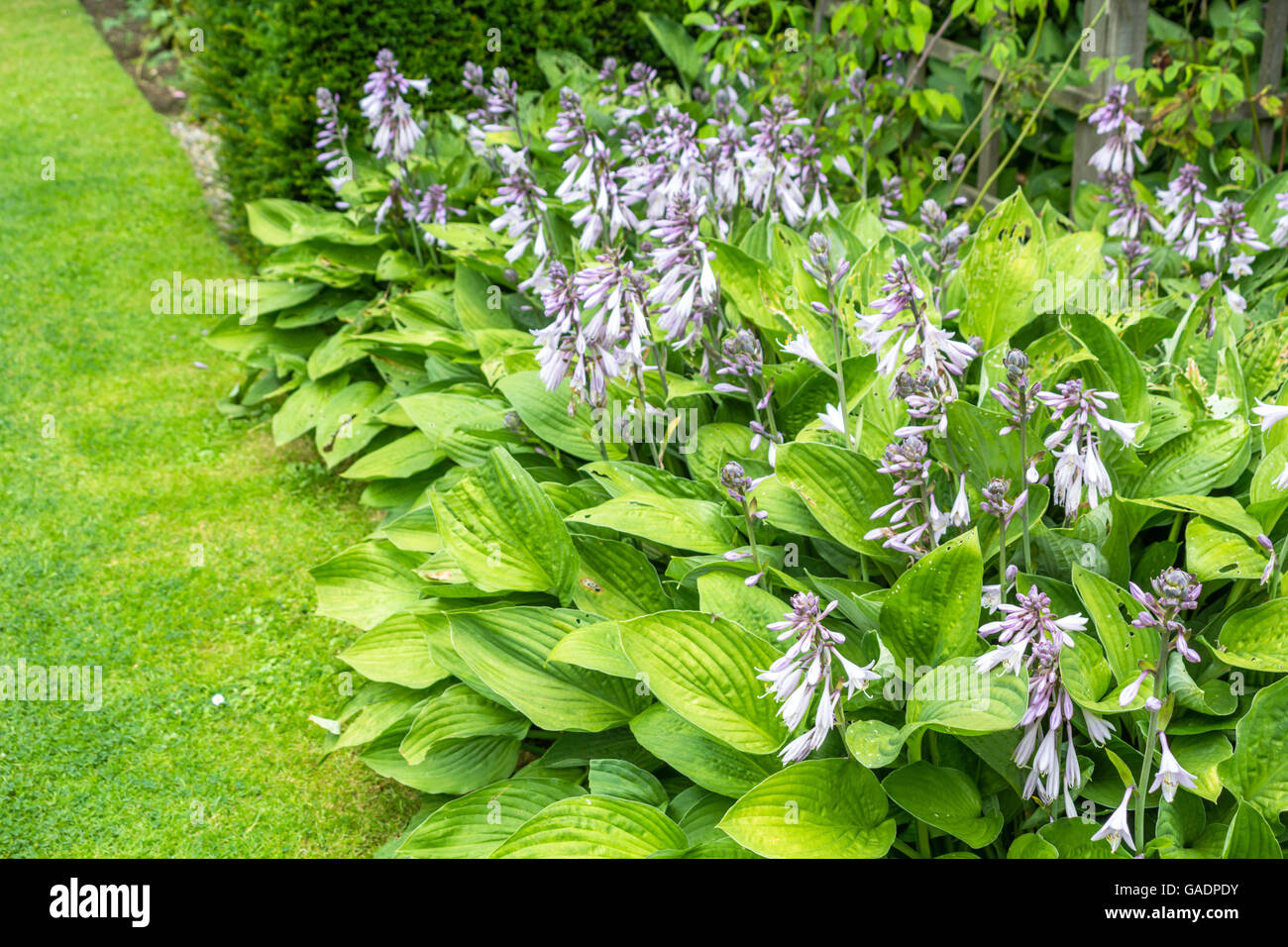Hosta blossom, gruppo di piante in fiore Foto Stock