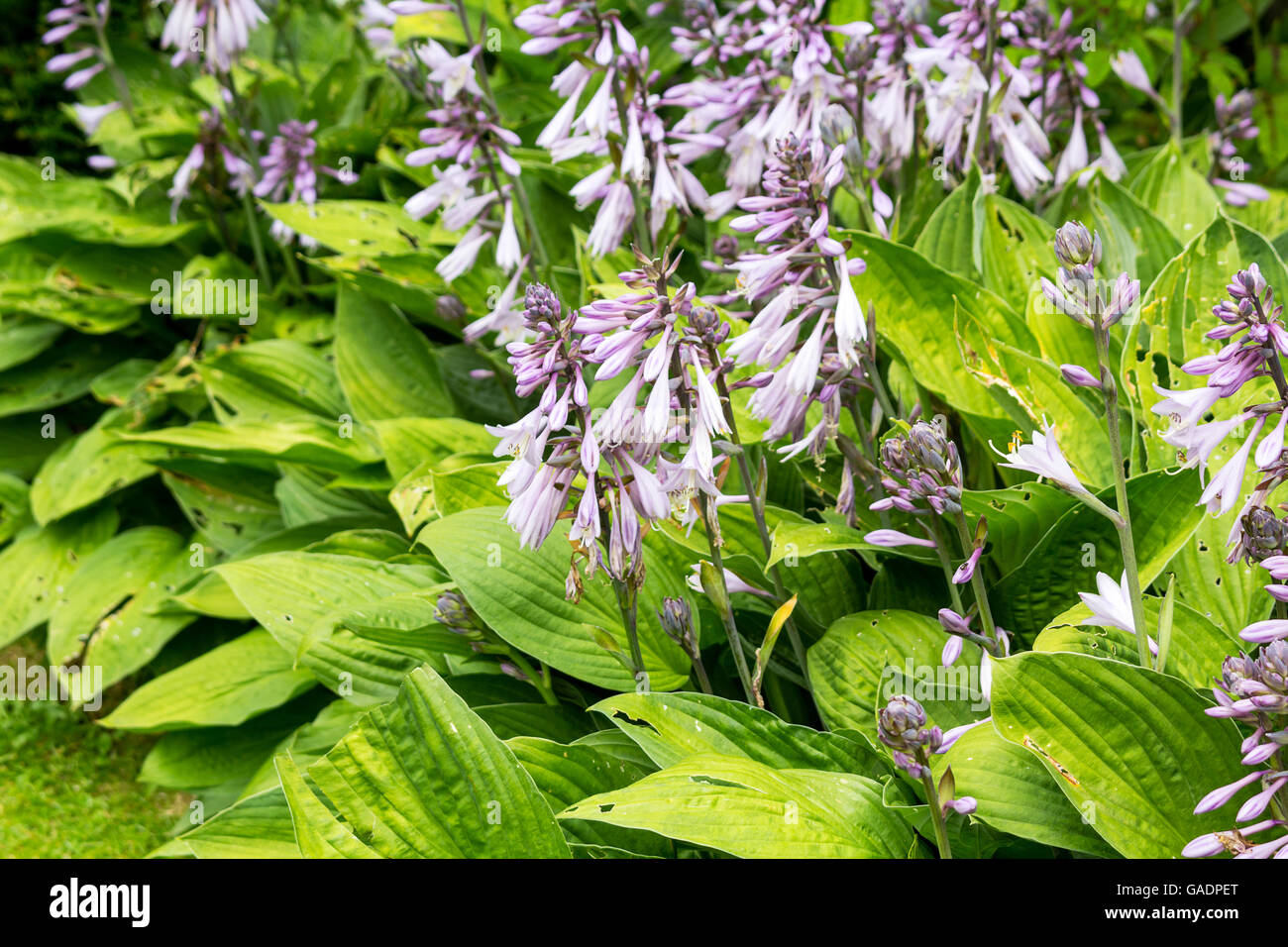 Hosta (Hosta). Gruppo di piante in fiore nel giardino Foto Stock
