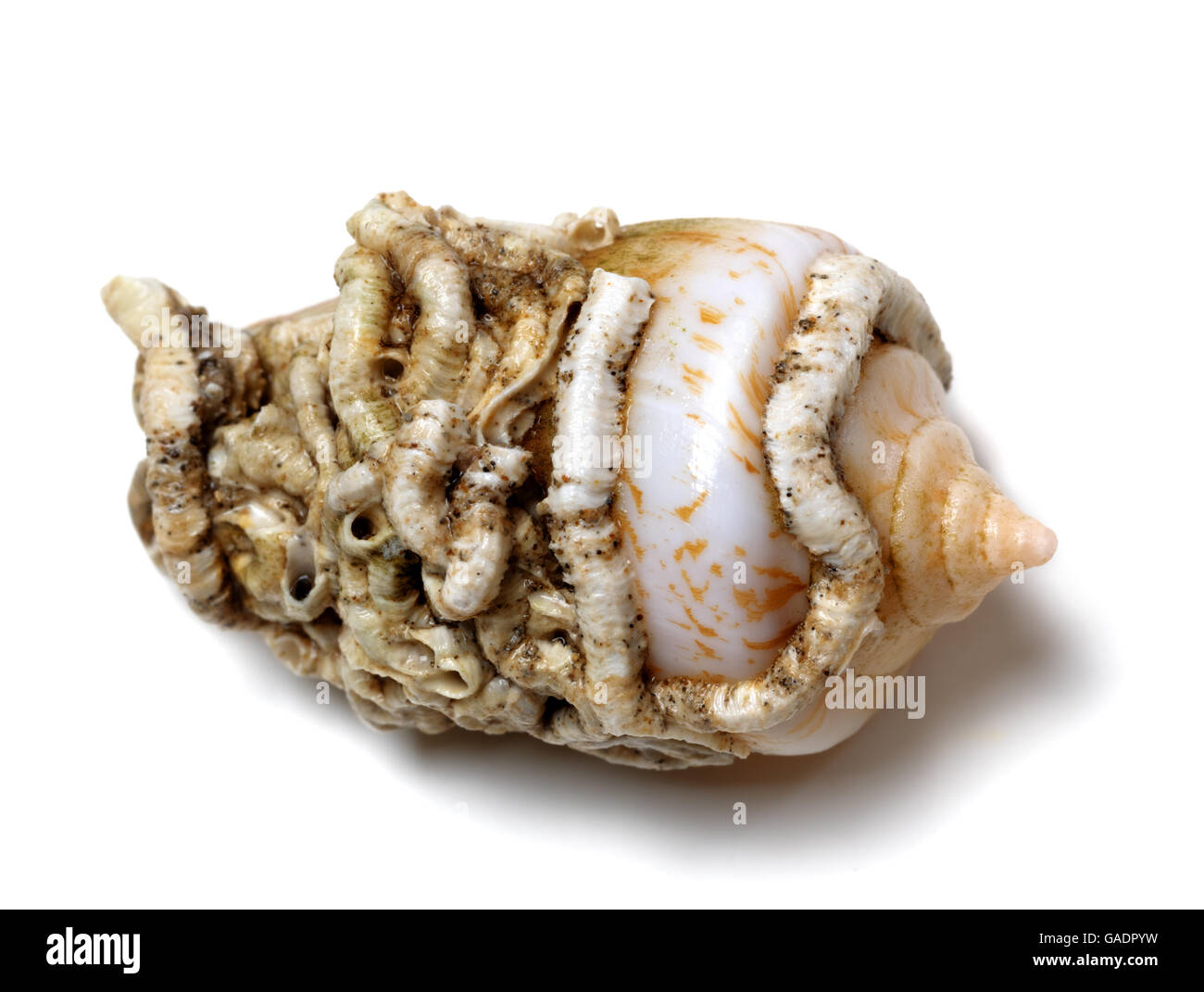 Guscio di lumaca cono isolato su sfondo bianco Foto Stock