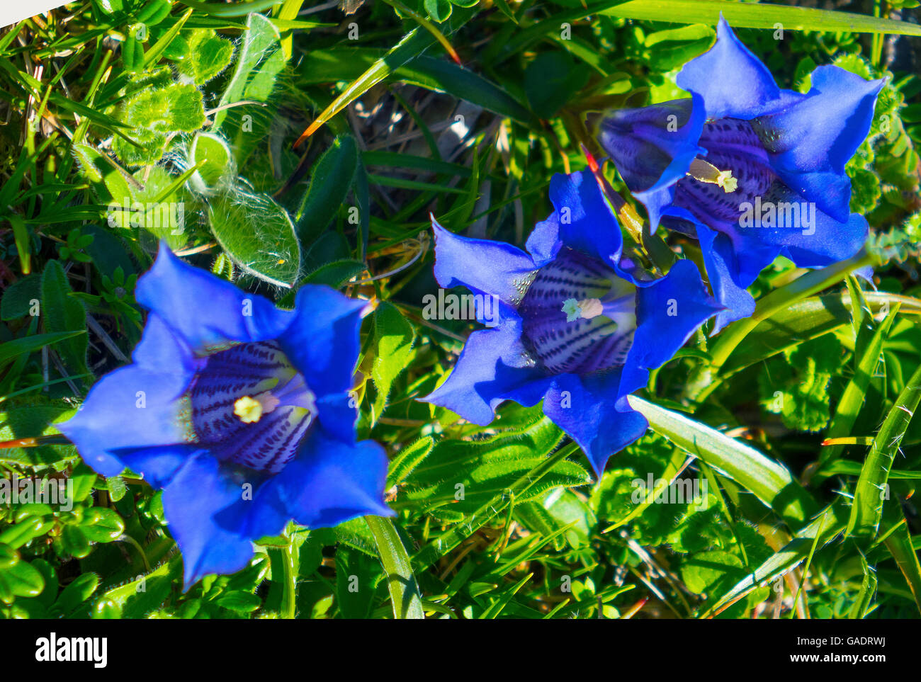 Fiori di genziana Foto Stock