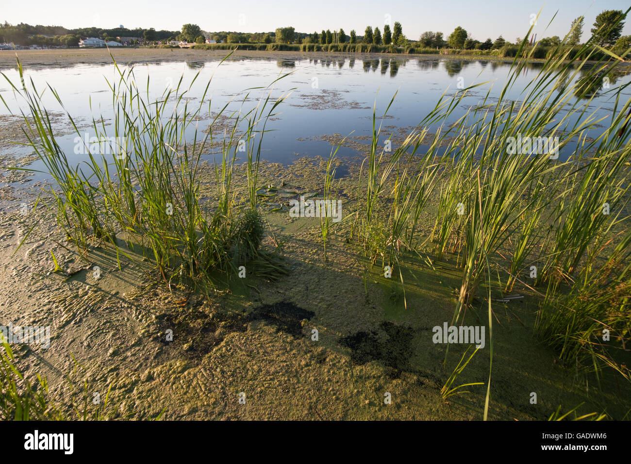 Fioritura di alghe sul lago bianco vicino a Montague, Michigan, Stati Uniti d'America Foto Stock