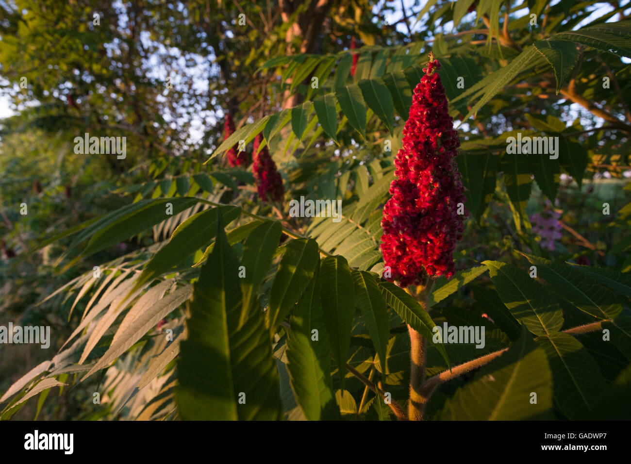 Di drupe di staghorn sumac nel tardo pomeriggio di sole estivo Foto Stock