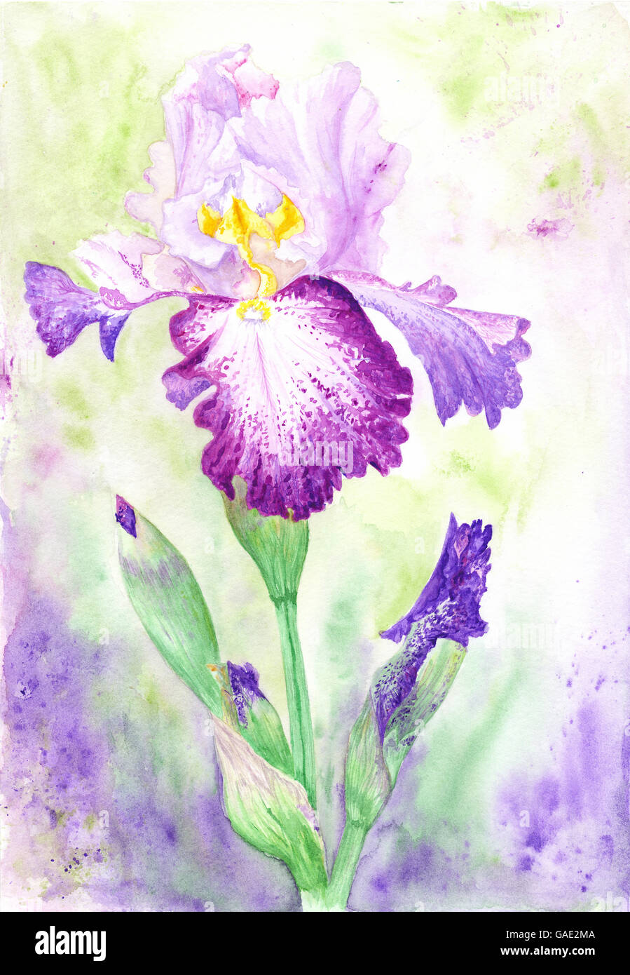Di alta qualità ricche di dettagli dipinte a mano e fioritura della pittura di fiori Foto Stock