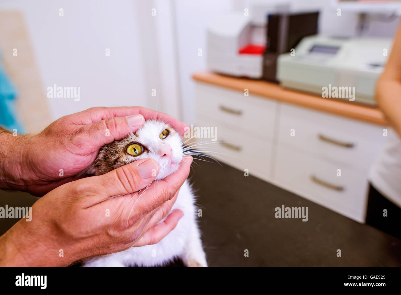 Veterinario esaminando gatto con mal di occhio alla clinica veterinaria. Foto Stock