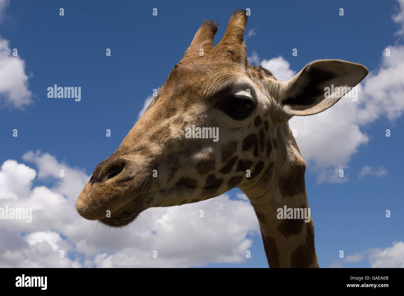 Giraffa Rothschild (Giraffa camelopardalis rothschildi), ritratto, Giraffe Manor, Nairobi, Kenya, Africa Foto Stock