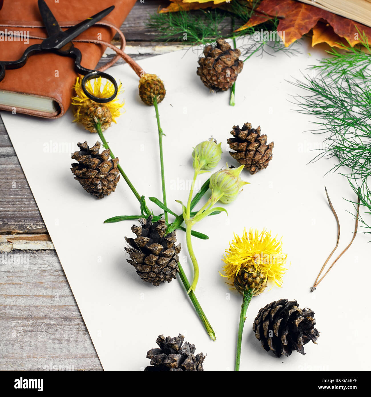 Le foglie e i fiori posati fuori sul foglio bianco per la preparazione di erbario Foto Stock