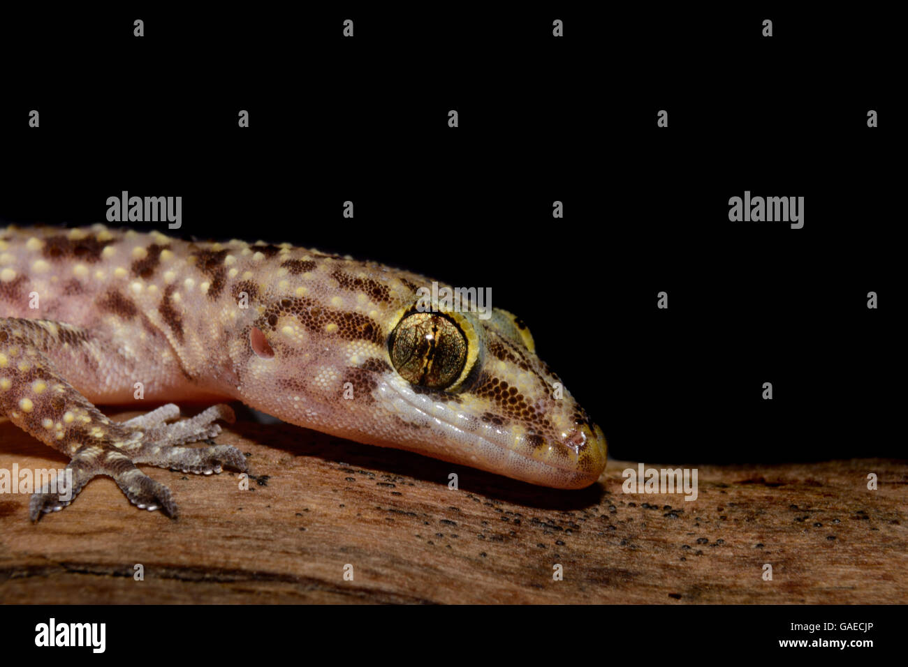 Mediterranean house gecko (Hemidactylus turcicus), chiamato anche gecko turco o luna lizard sul log Foto Stock