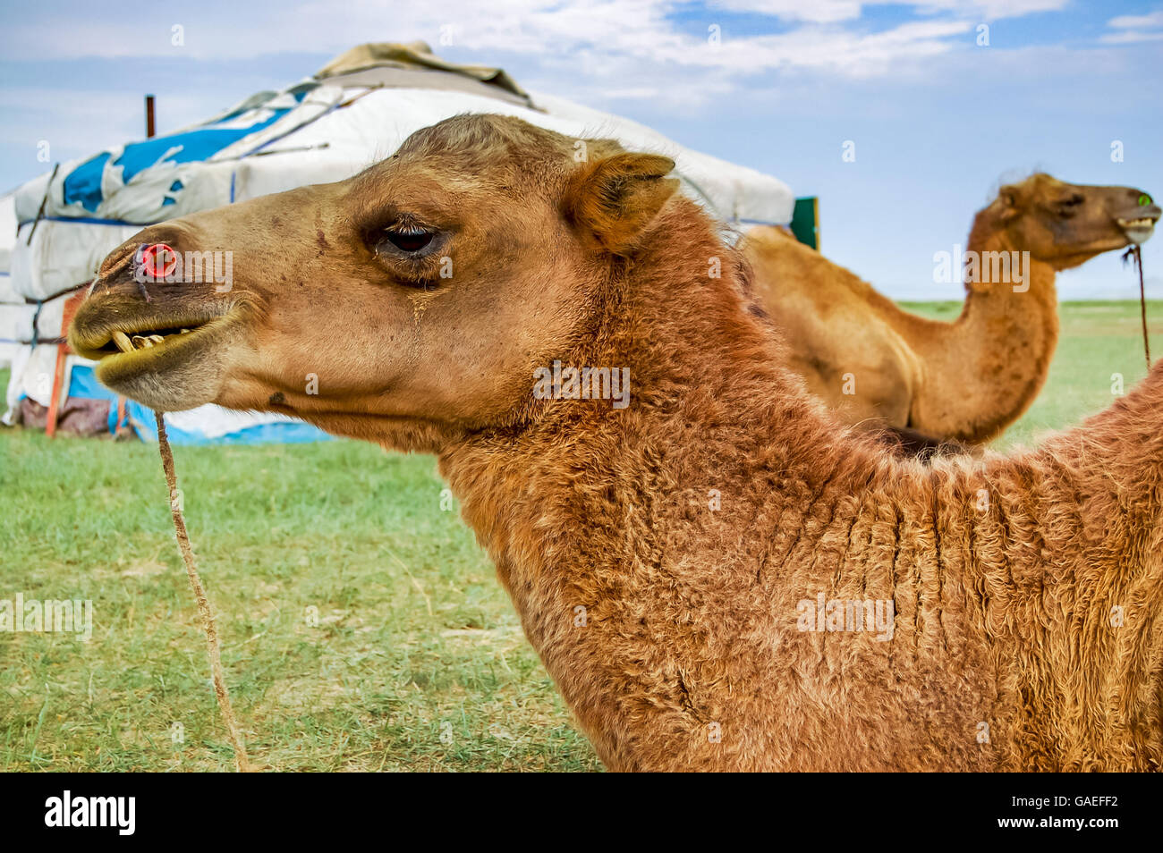 Coppia di cammelli bactrian disteso di fronte a yurt, chiamato ger, sulla steppa in Mongolia centrale Foto Stock