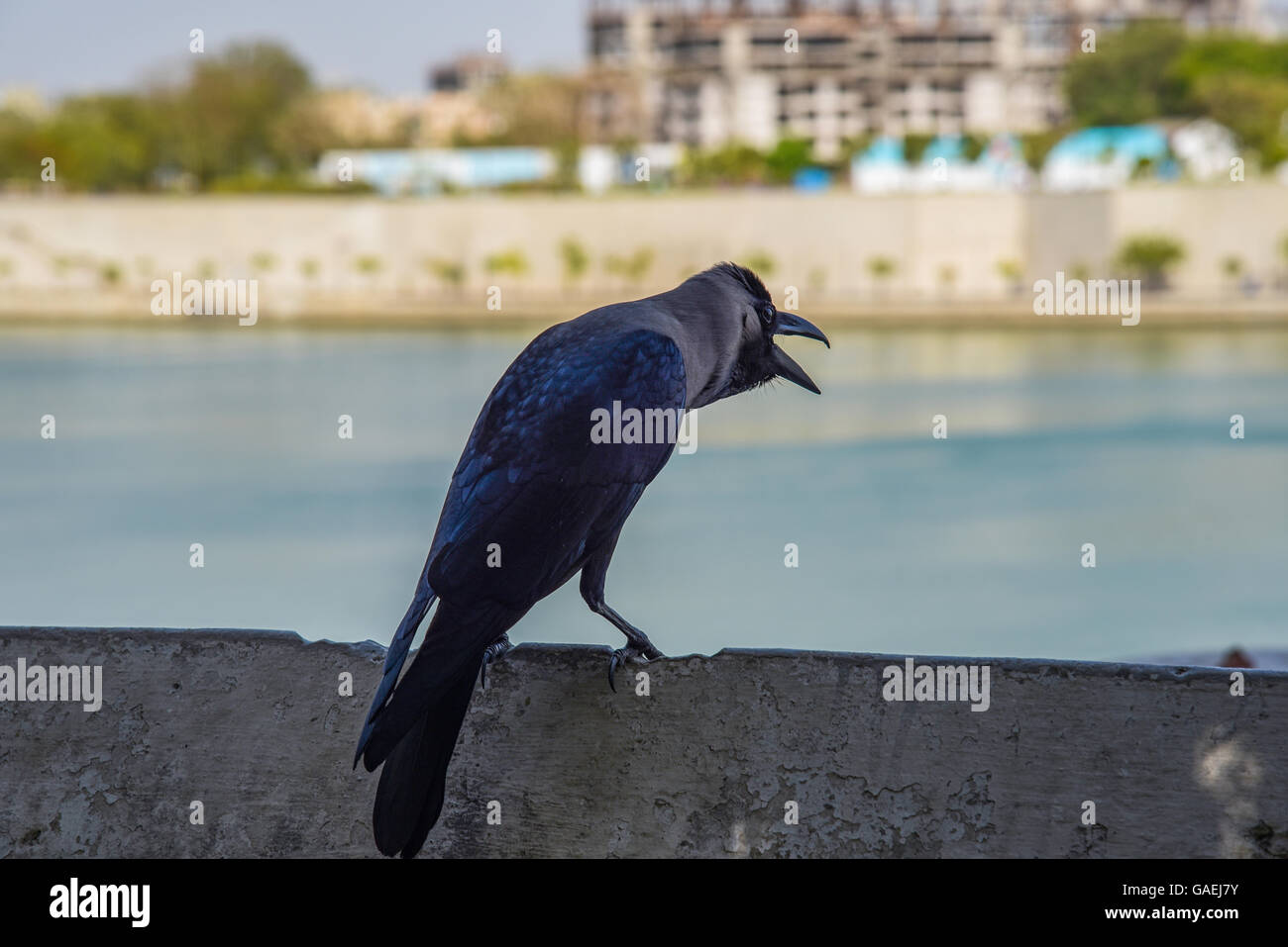 Un corvo seduto alla passerella del fiume Sabarmati anteriore in Ahmedabad, India Foto Stock