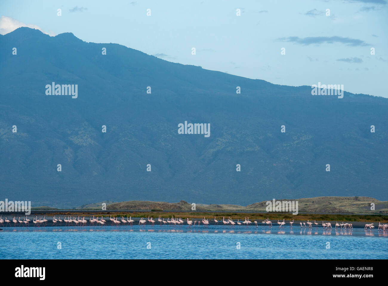 Fenicotteri rosa, il Lago Natron, Tanzania Foto Stock