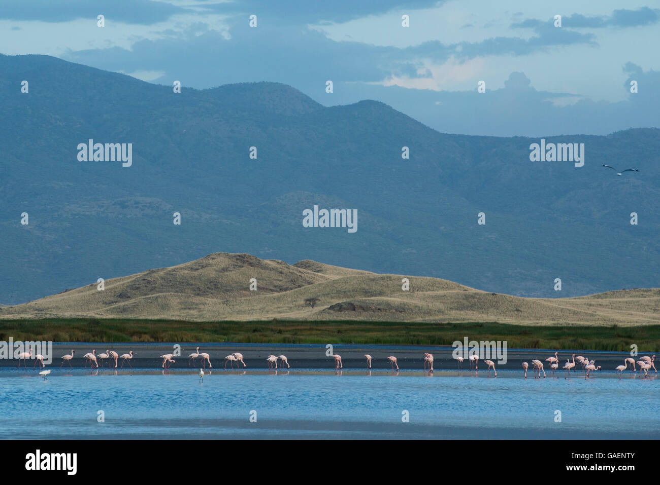 Fenicotteri rosa, il Lago Natron, Tanzania Foto Stock