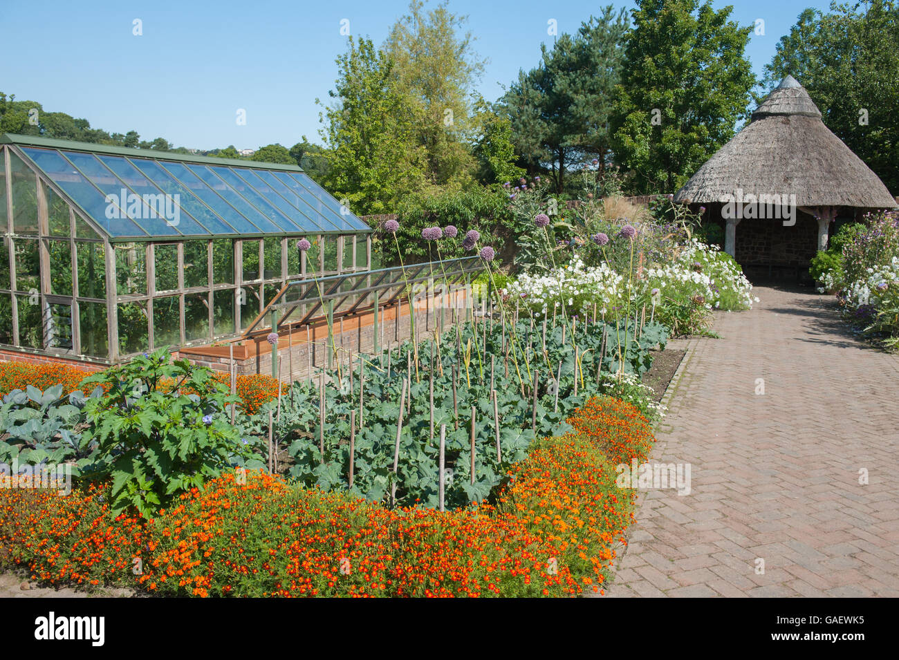 Elephant aglio e Marigoldsin anteriore di un tetto di paglia casa estiva della frutta e della verdura giardino alla RHS Rosemoor in Devon Foto Stock