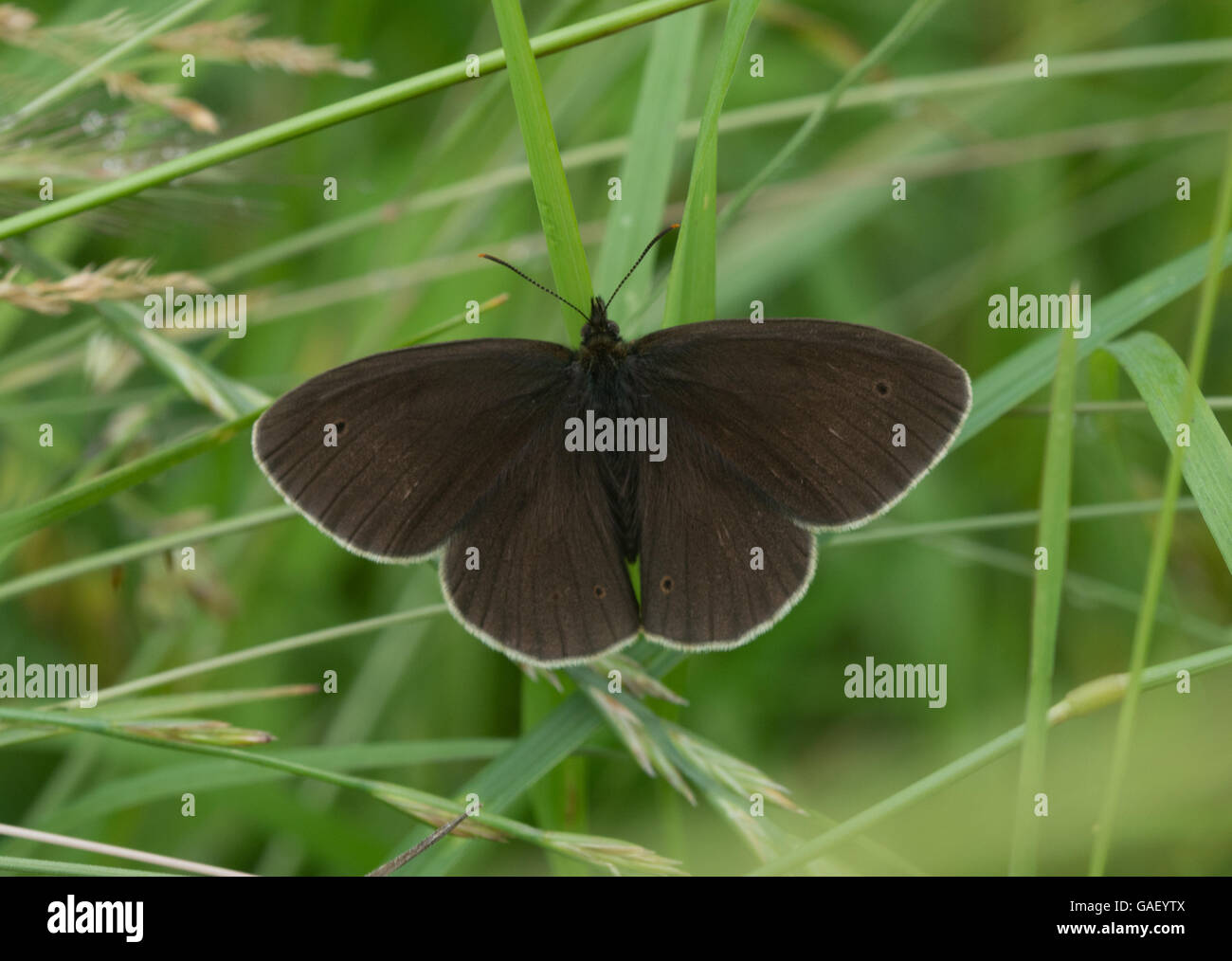 Ringlet butterfly (Aphantopus hyperantus) crogiolarsi con ante aperte in erbe Foto Stock