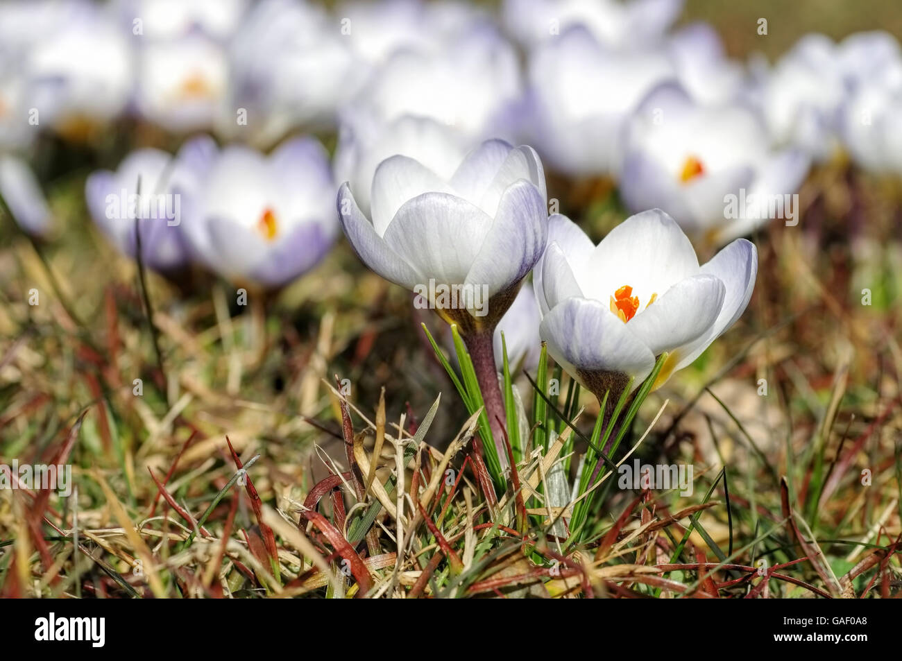 Krokus Blue Pearl im Frühling - Crokus Blue Pearl in primavera Foto Stock