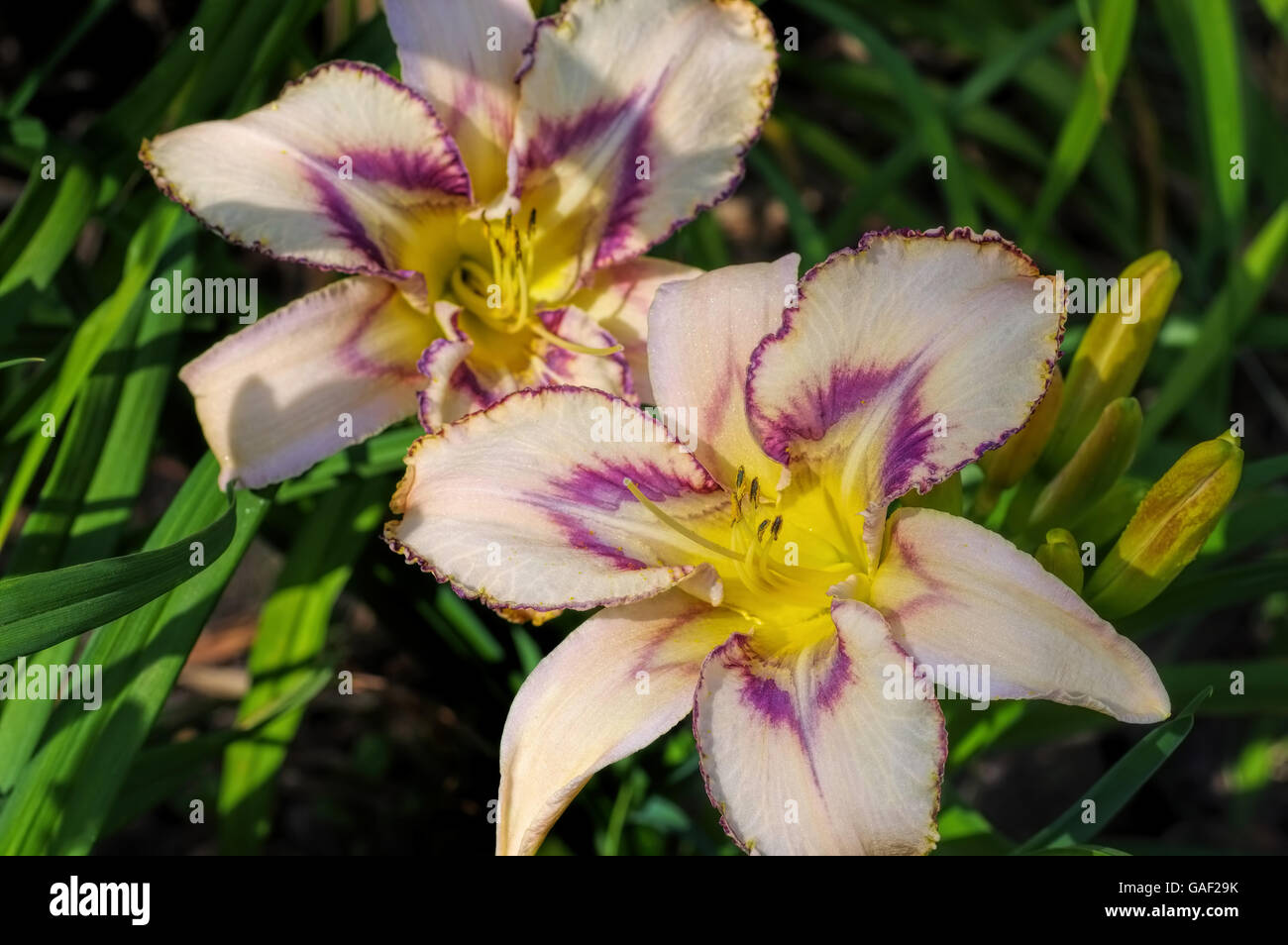 Taglilie der sorte destinata a vedere - daylily della specie destinata a vedere in estate Foto Stock
