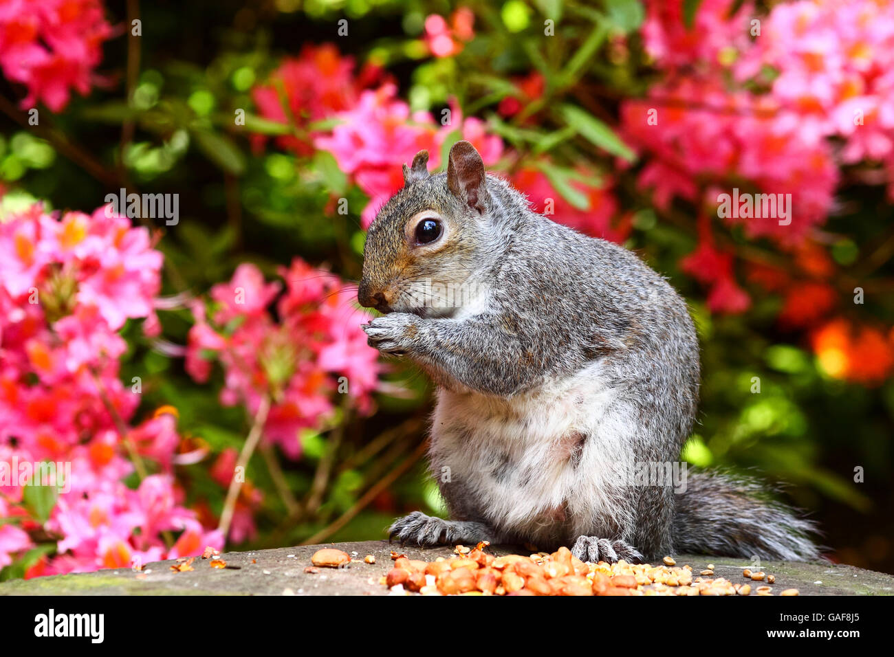 Unione scoiattolo grigio mangiare noccioline nel parco (foreste) in una giornata di sole Foto Stock