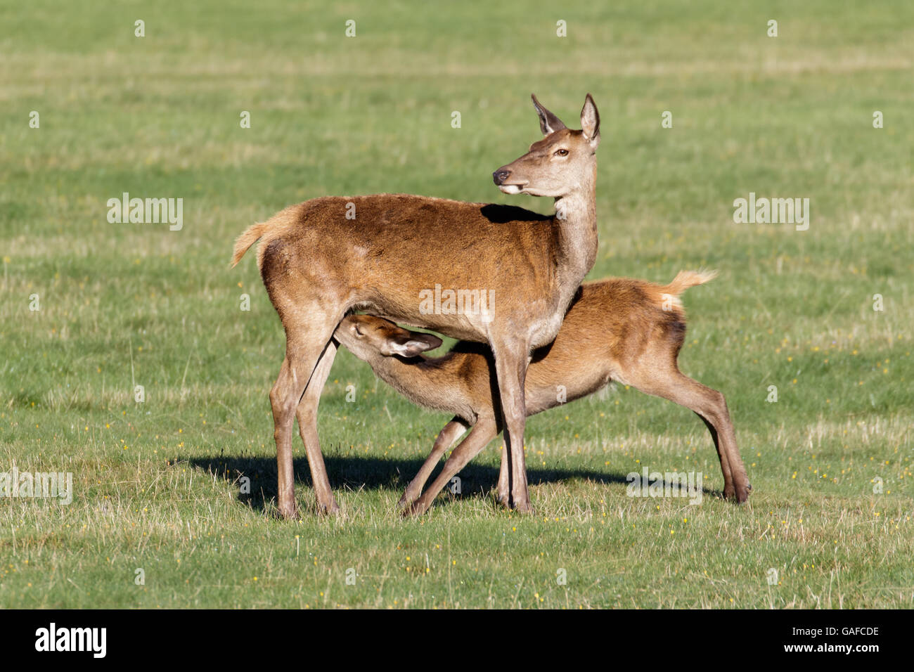 Red Deer giovane vitello neonato (Cervus elaphus) allattamento alimentazione dalla femmina madre di cerva mamma Foto Stock