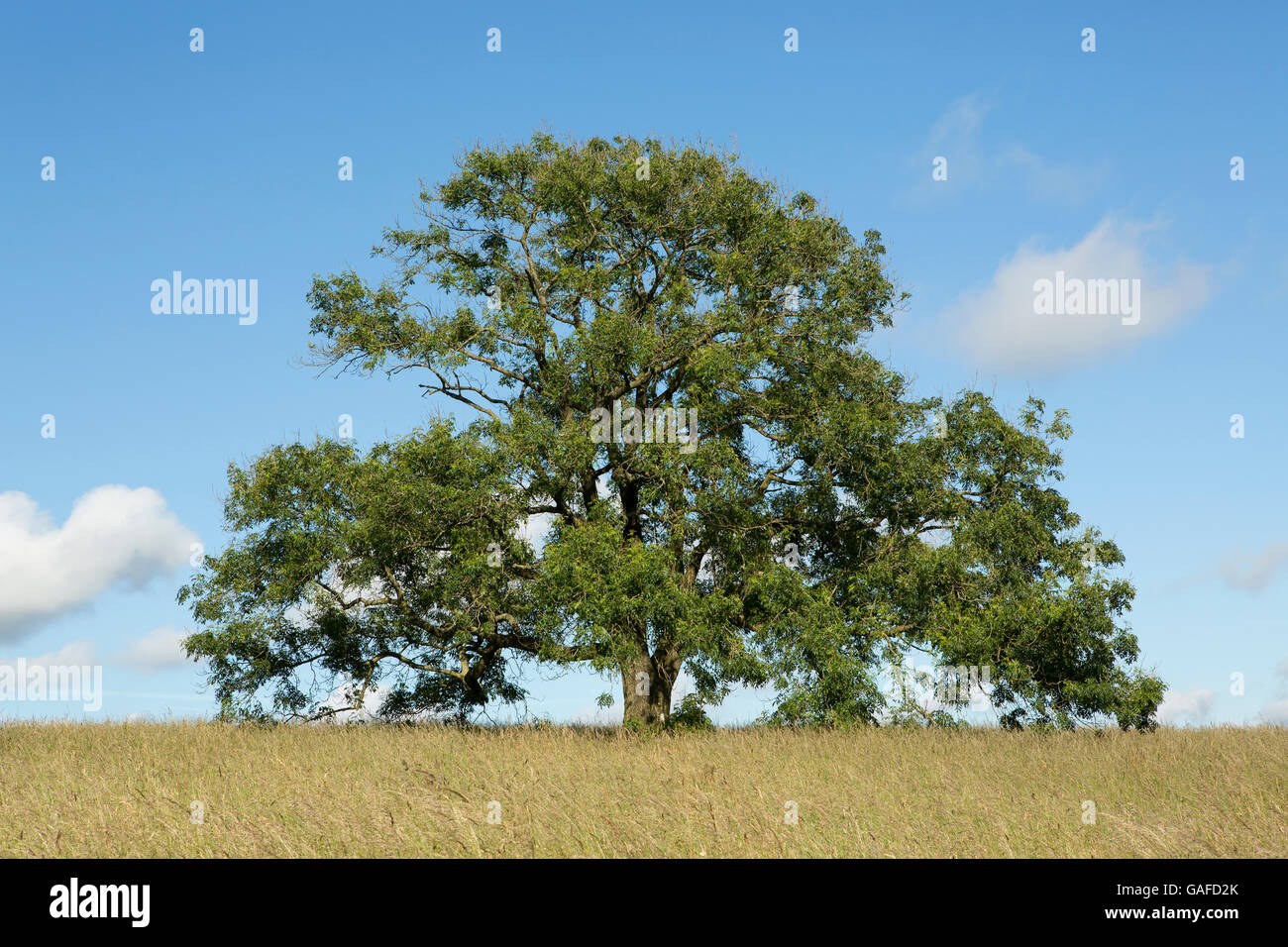 Solo albero in un campo di lunga erba selvatica. Cielo blu con la nuvola bianca che corre diagonalmente attraverso il colpo Foto Stock