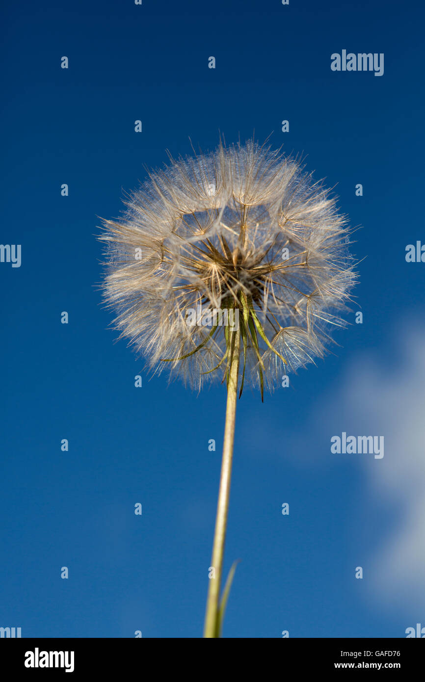 Intatta la raccolta di semi in un ordinato blowball con cielo blu dietro. Comune di tarassaco britannico considerato un giardino infestante. Foto Stock