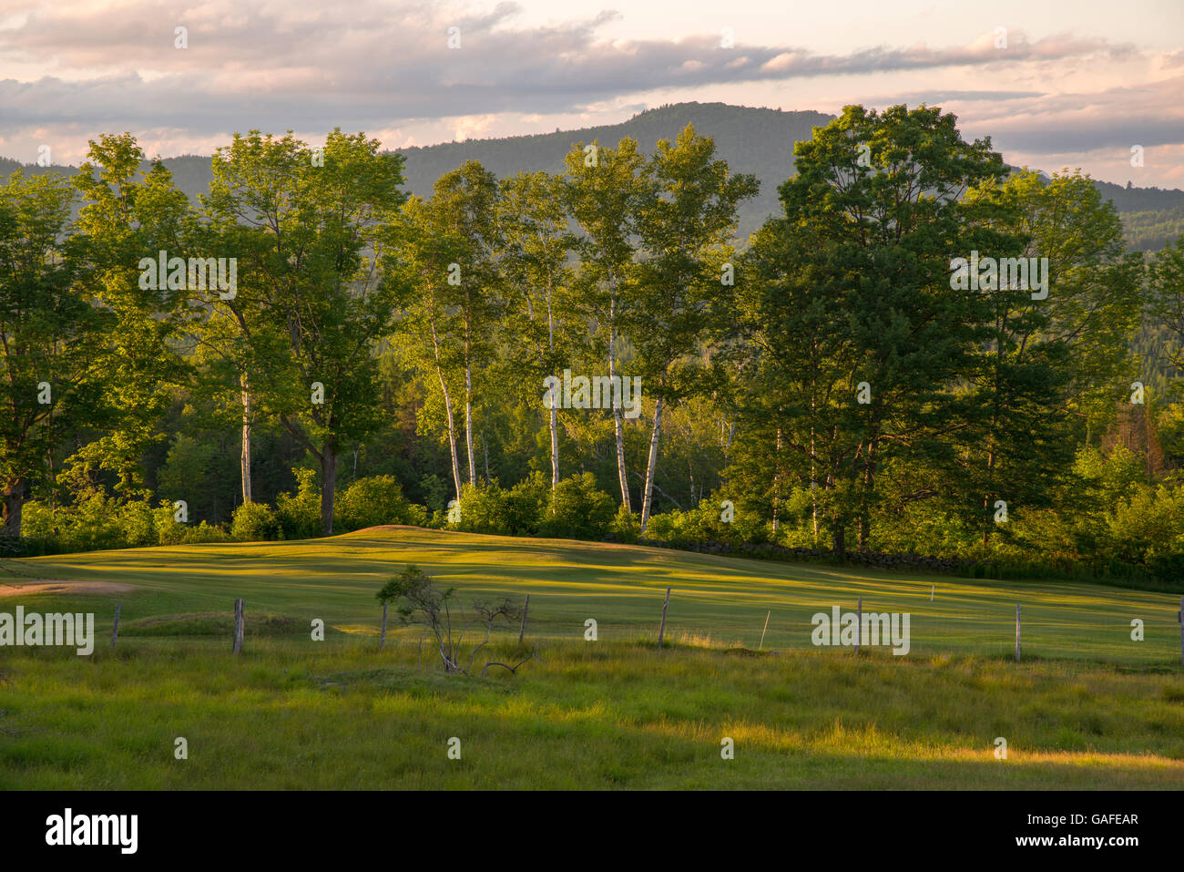 La carta di betulle al tramonto, White Mountains regione, New Hampshire Foto Stock