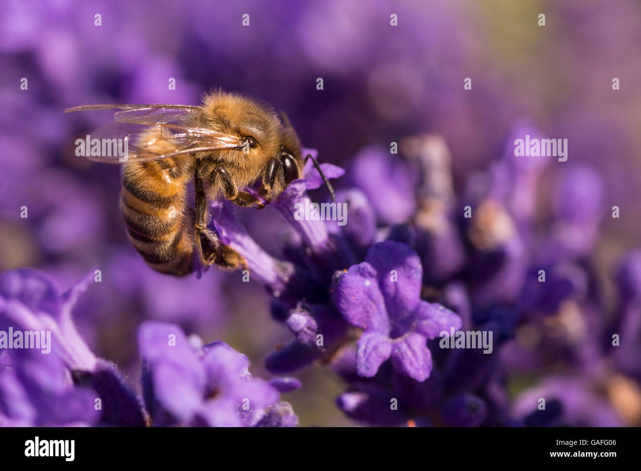 Ape su lavanda Foto Stock