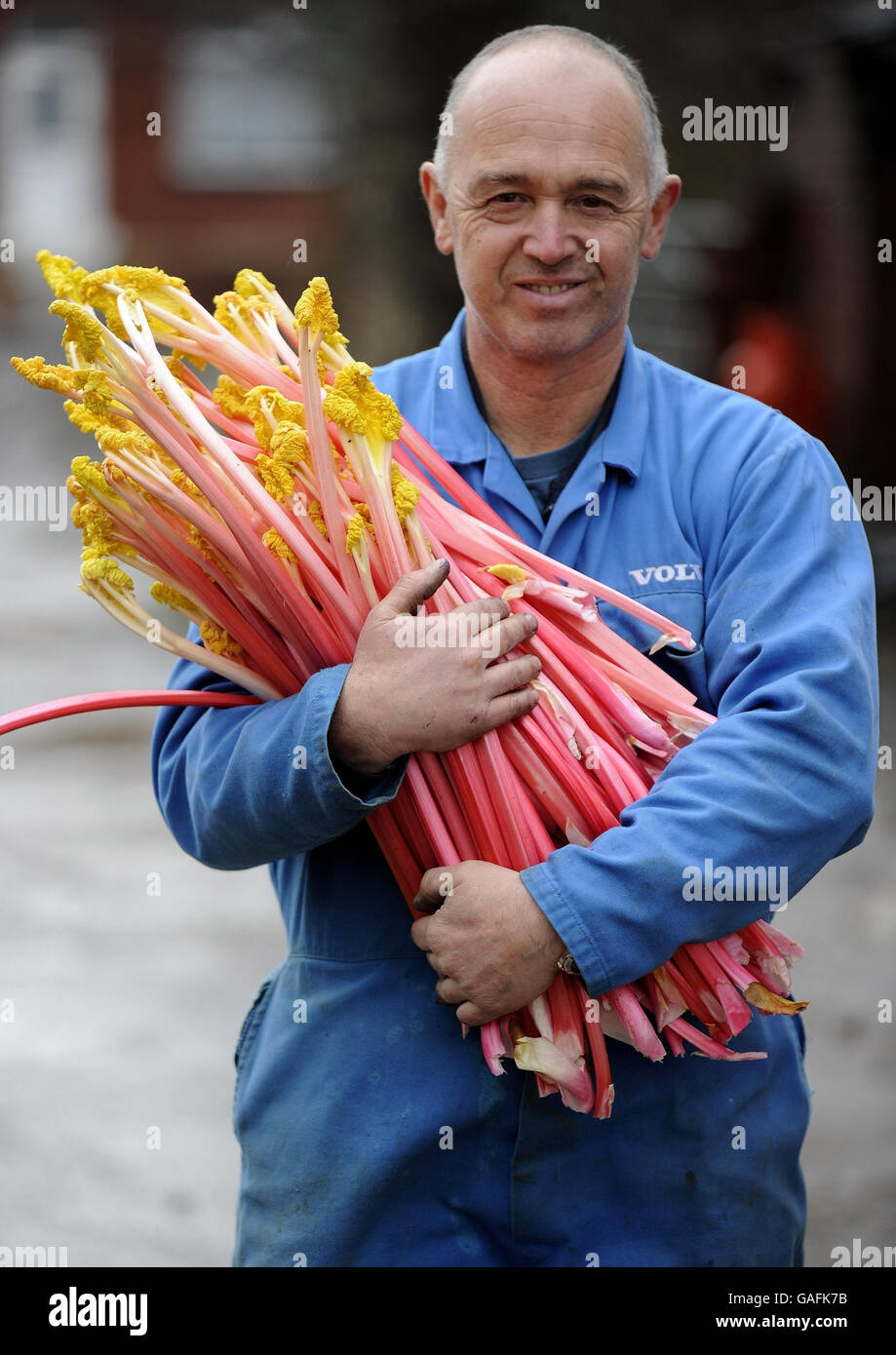 Neil Hulme, che lavora in una fattoria tradizionale di rabarbaro a Leeds gestita dalla famiglia Oldroyd, uno dei tanti del Triangolo di Rhubarb di Leeds, Wakefield e Bradford, che hanno richiesto lo status di nome protetto dall'UE. Foto Stock