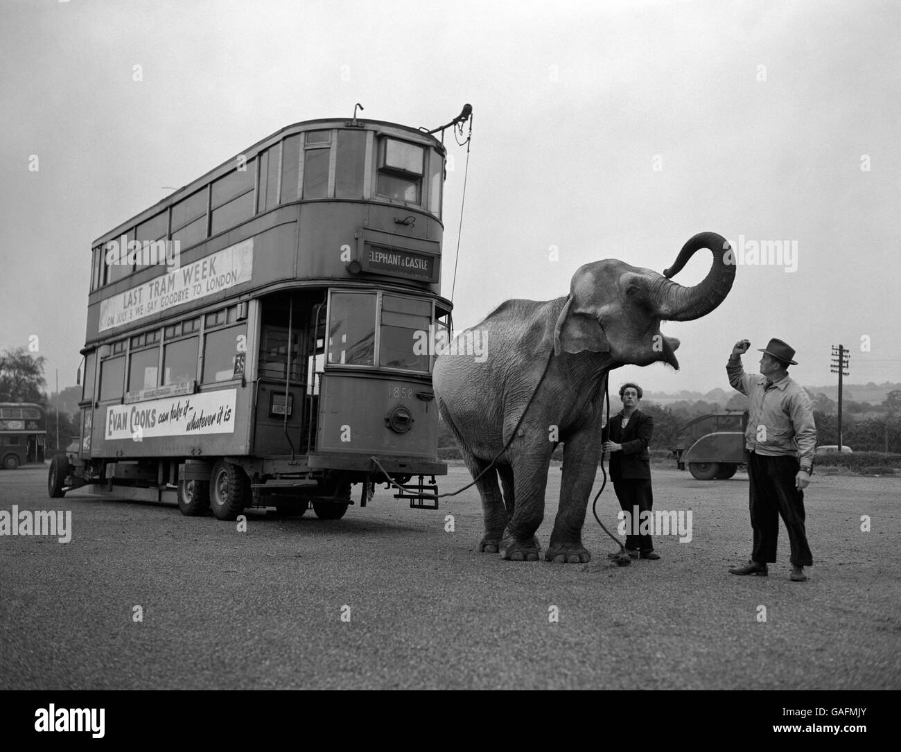 Il tram auto - Lo Zoo di Chessington Foto Stock