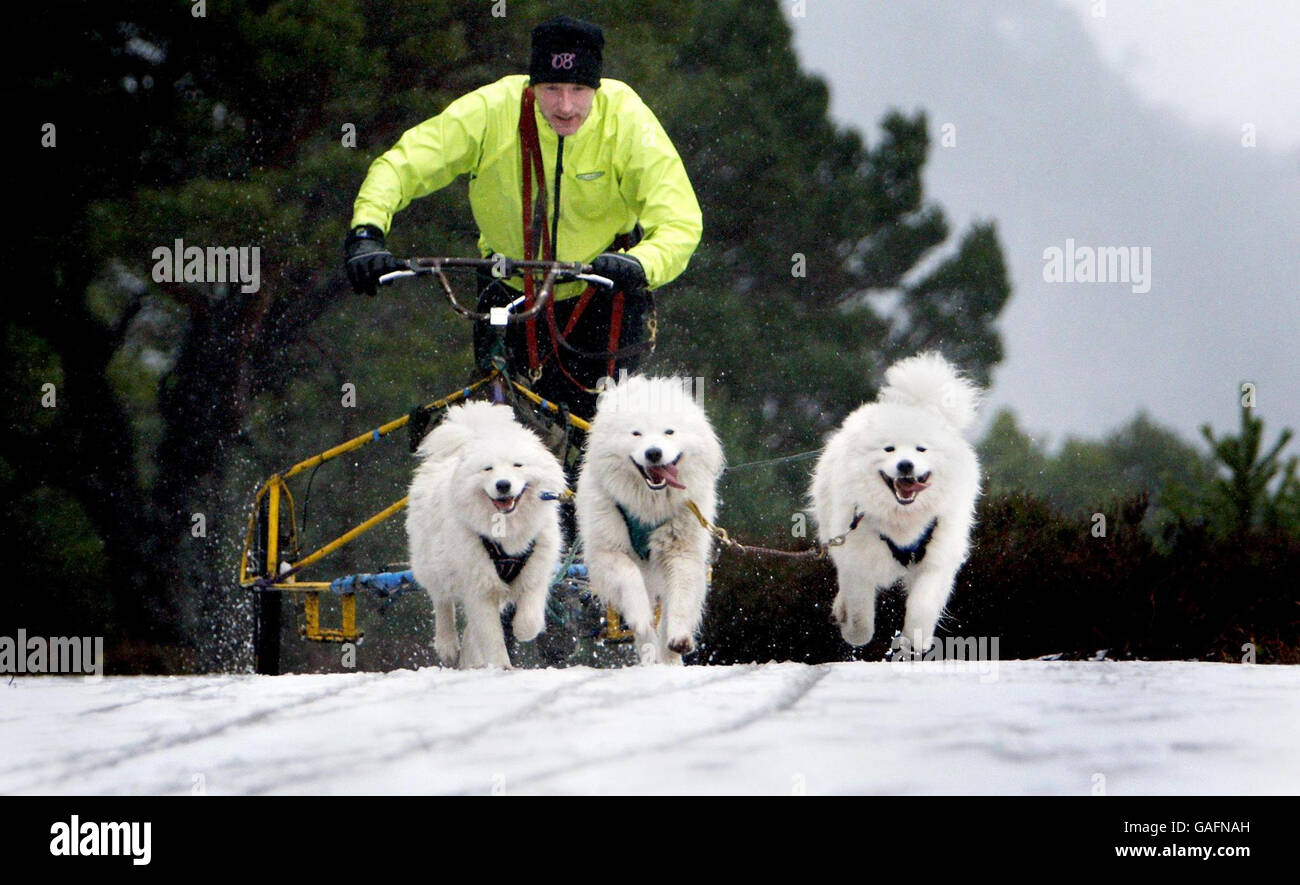 Un concorrente e i suoi Husky vicino a Loch Morlich prima del 25° Aviemore Sled Dog Rally che si svolge questo fine settimana. Foto Stock