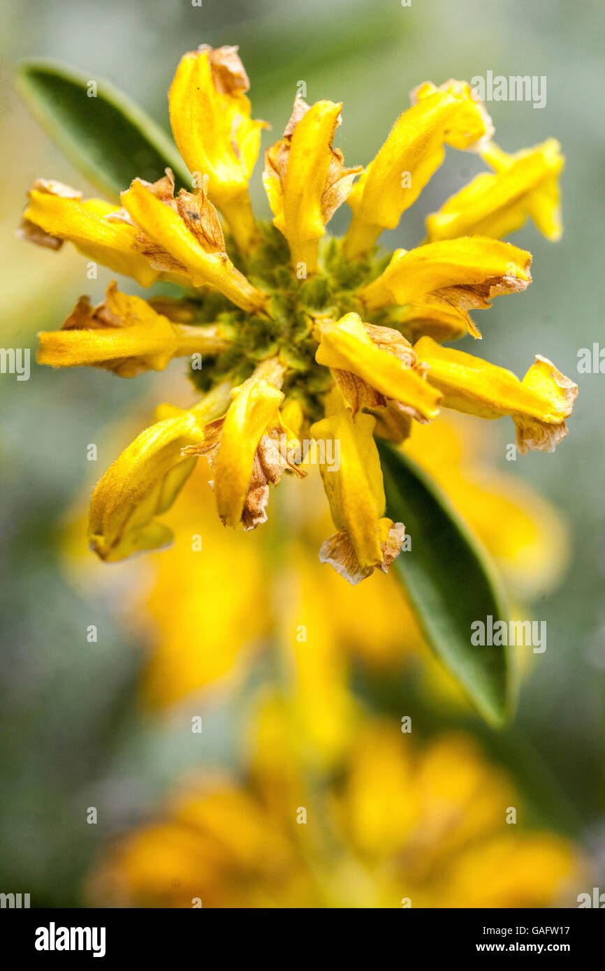 Phlomis monocephala, Gerusalemme salvia Foto Stock