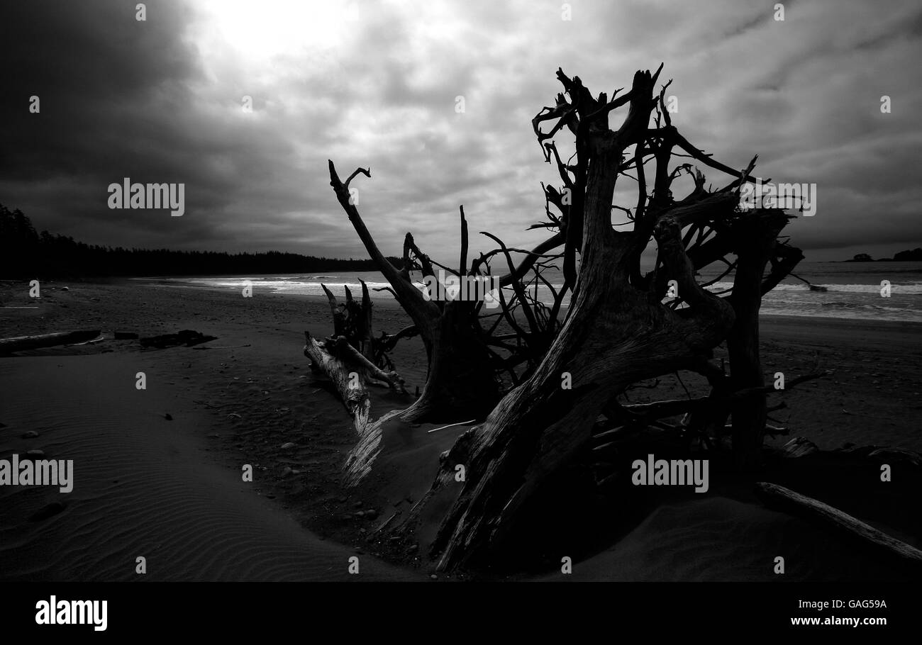 Florencia bay. Tofino. Isola di Vancouver. British Columbia. Canada Foto Stock