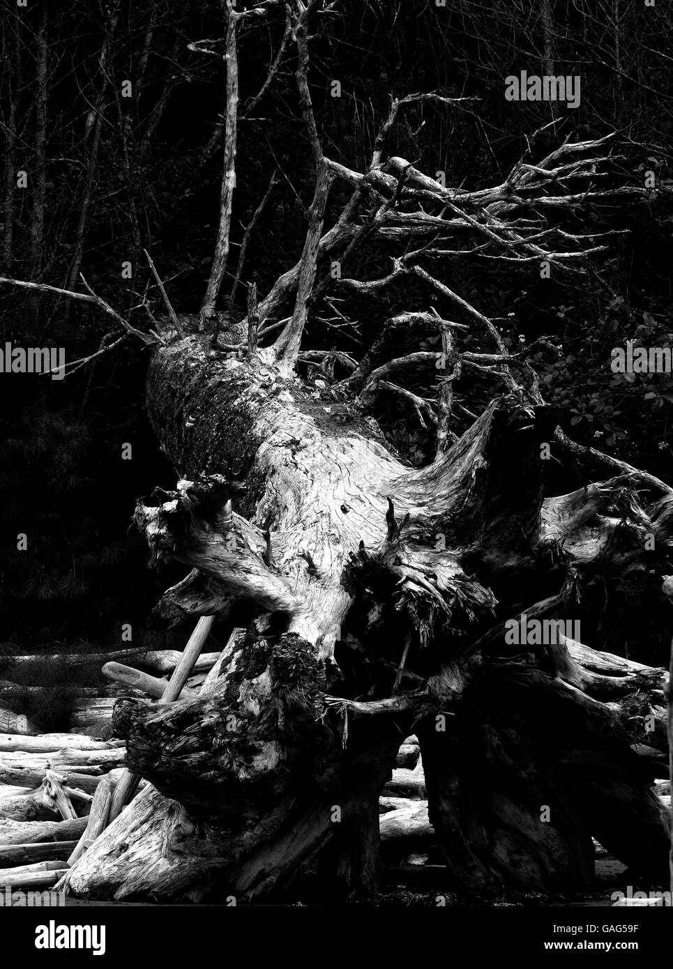 Florencia bay. Tofino. Isola di Vancouver. British Columbia. Canada Foto Stock
