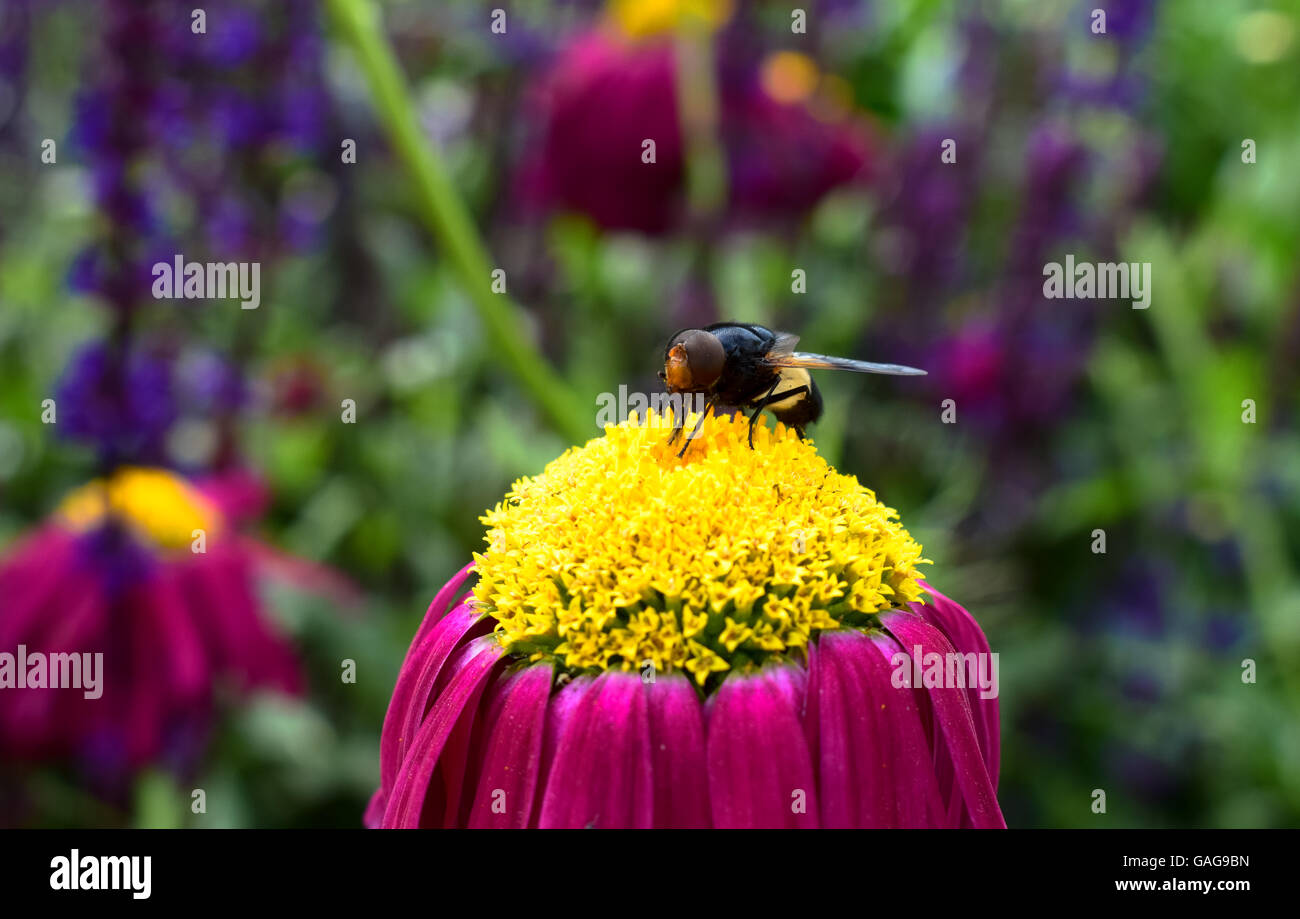 Gli insetti in rosa e fiore giallo Foto Stock