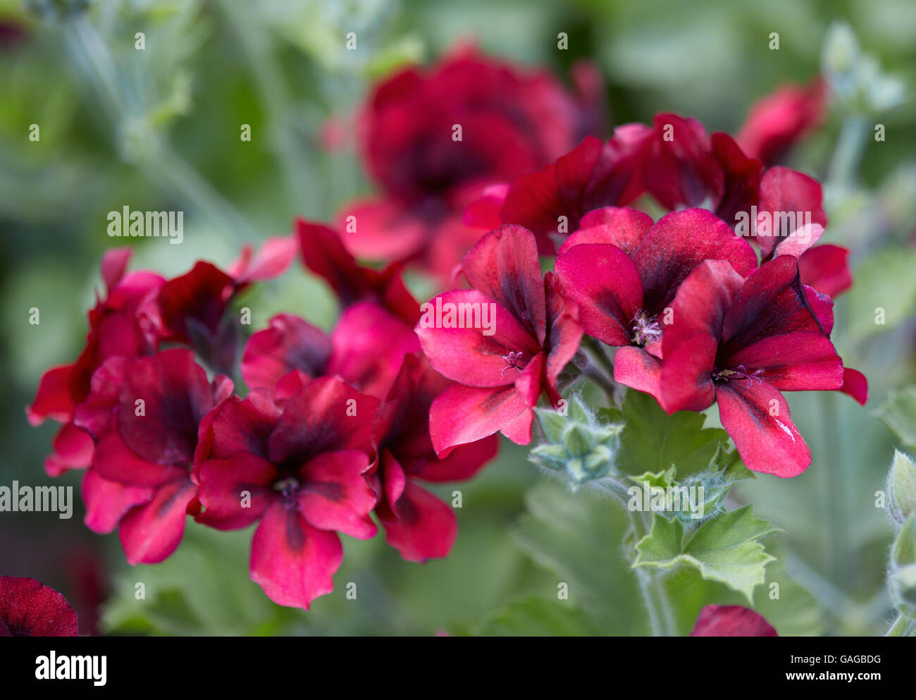 Fiori di geranio rosso e nero, Pelargonium unico Foto Stock