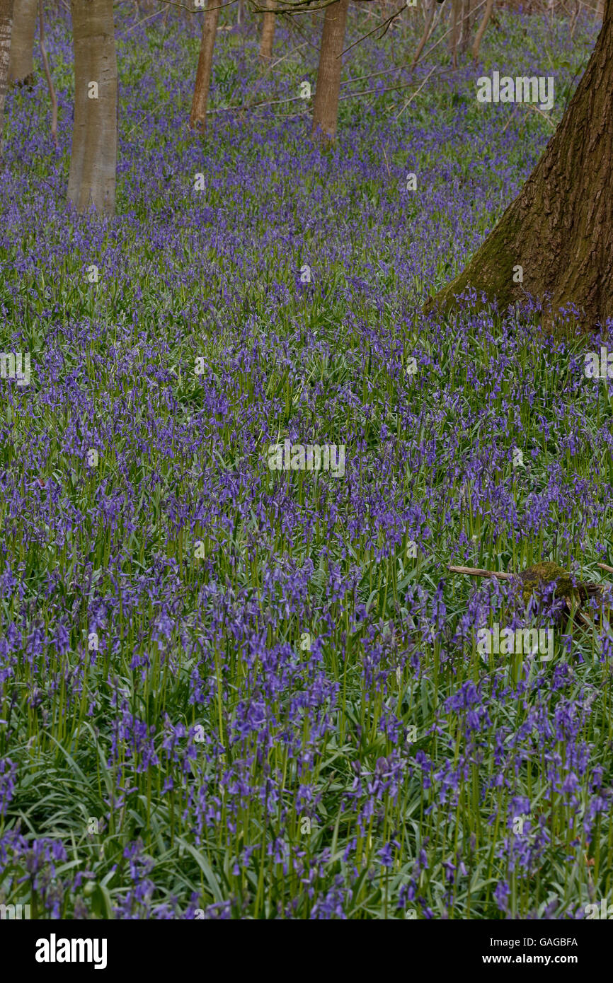 Comune (Bluebell Hyacinthoides non scripta) crescente sul pavimento del bosco in North Norfolk, Inghilterra, può Foto Stock