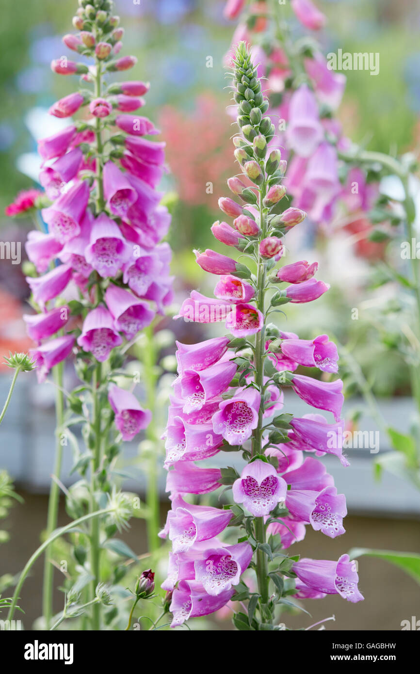 Foxglove, Digitalis purpurea, rosa fiori e boccioli Foto Stock