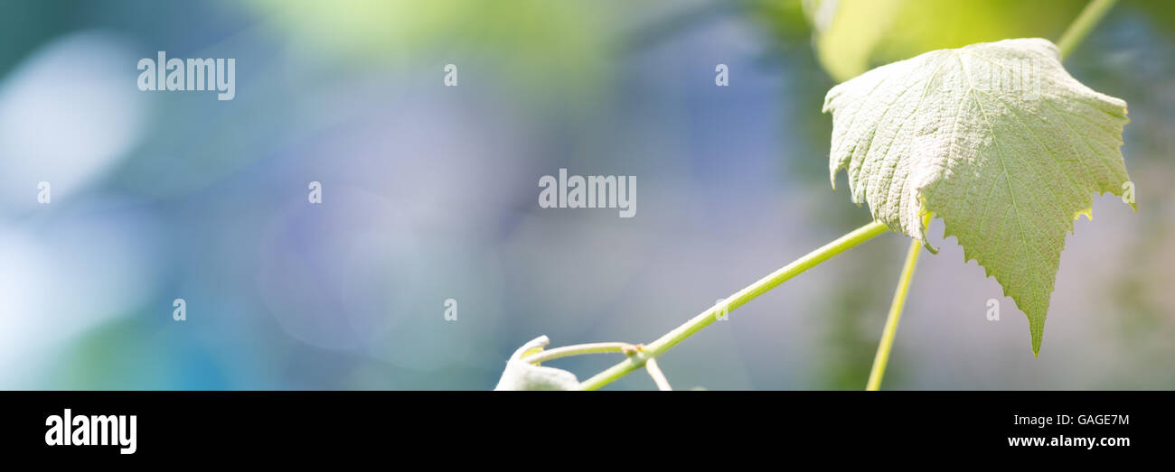 Agricoltura e la vinificazione dei concetti Foto Stock