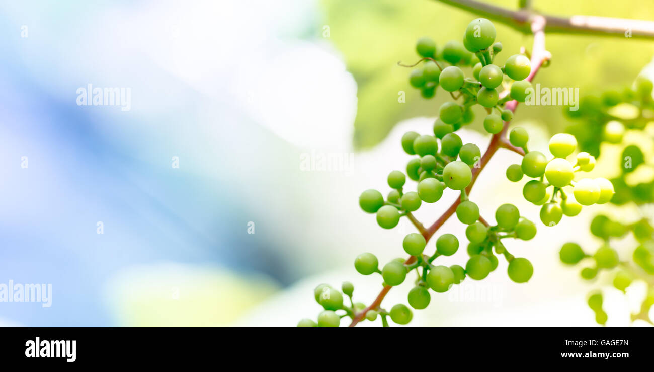 Agricoltura e la vinificazione dei concetti Foto Stock