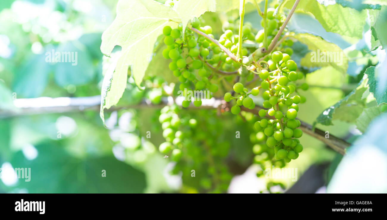 Agricoltura e la vinificazione dei concetti Foto Stock