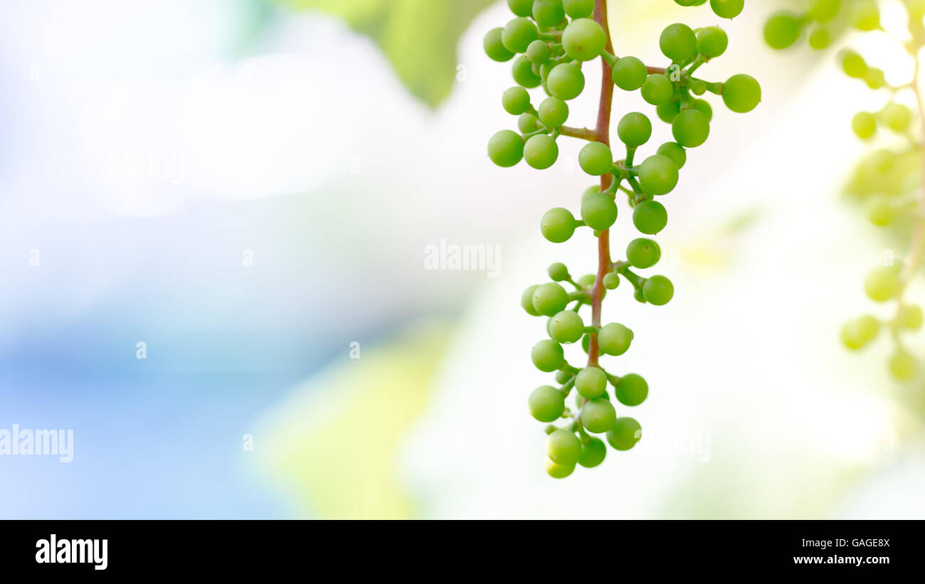 Agricoltura e la vinificazione dei concetti Foto Stock