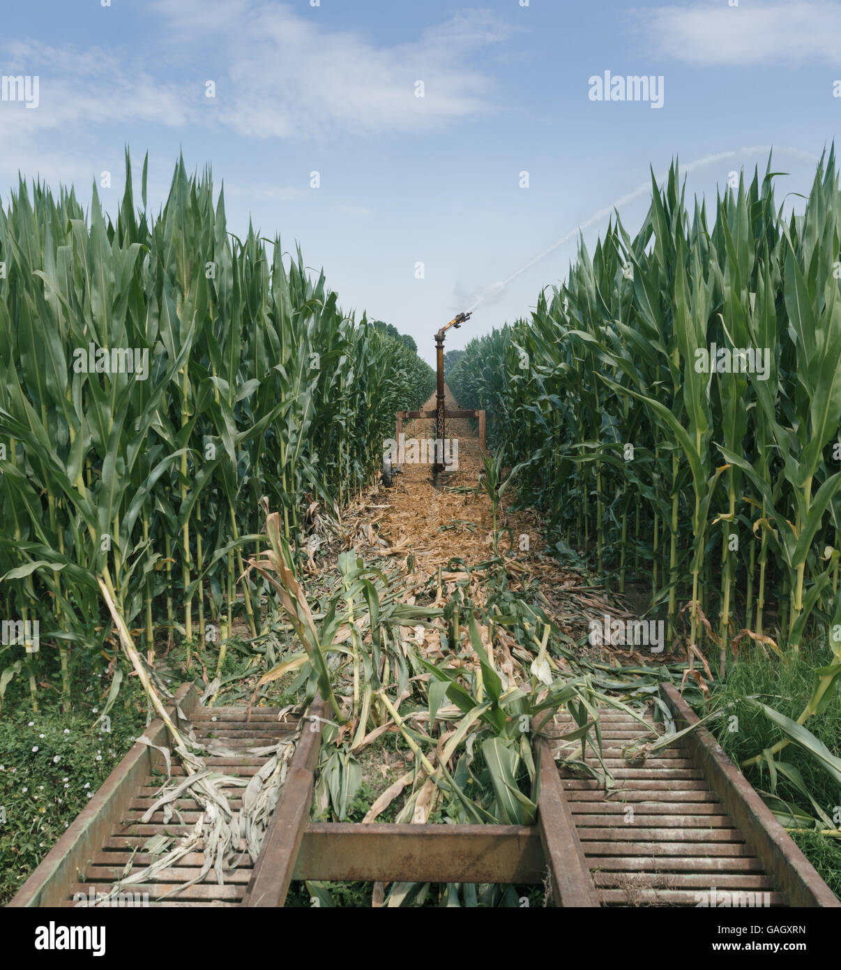 Sistema di irrigazione il pompaggio di acqua su un campo di grano, Italia Foto Stock