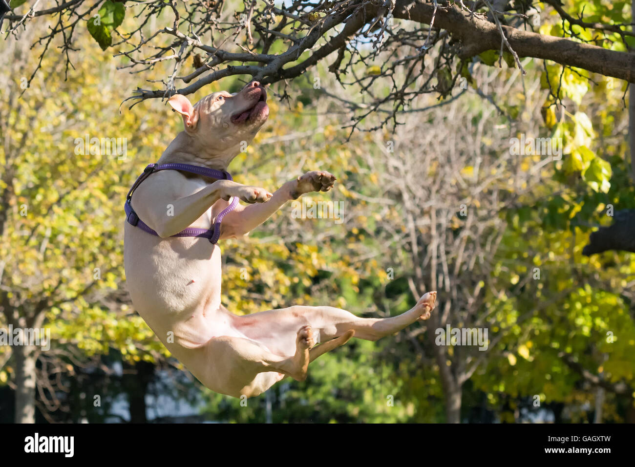 American Staffordshire terrier razza jumping alta. Foto Stock